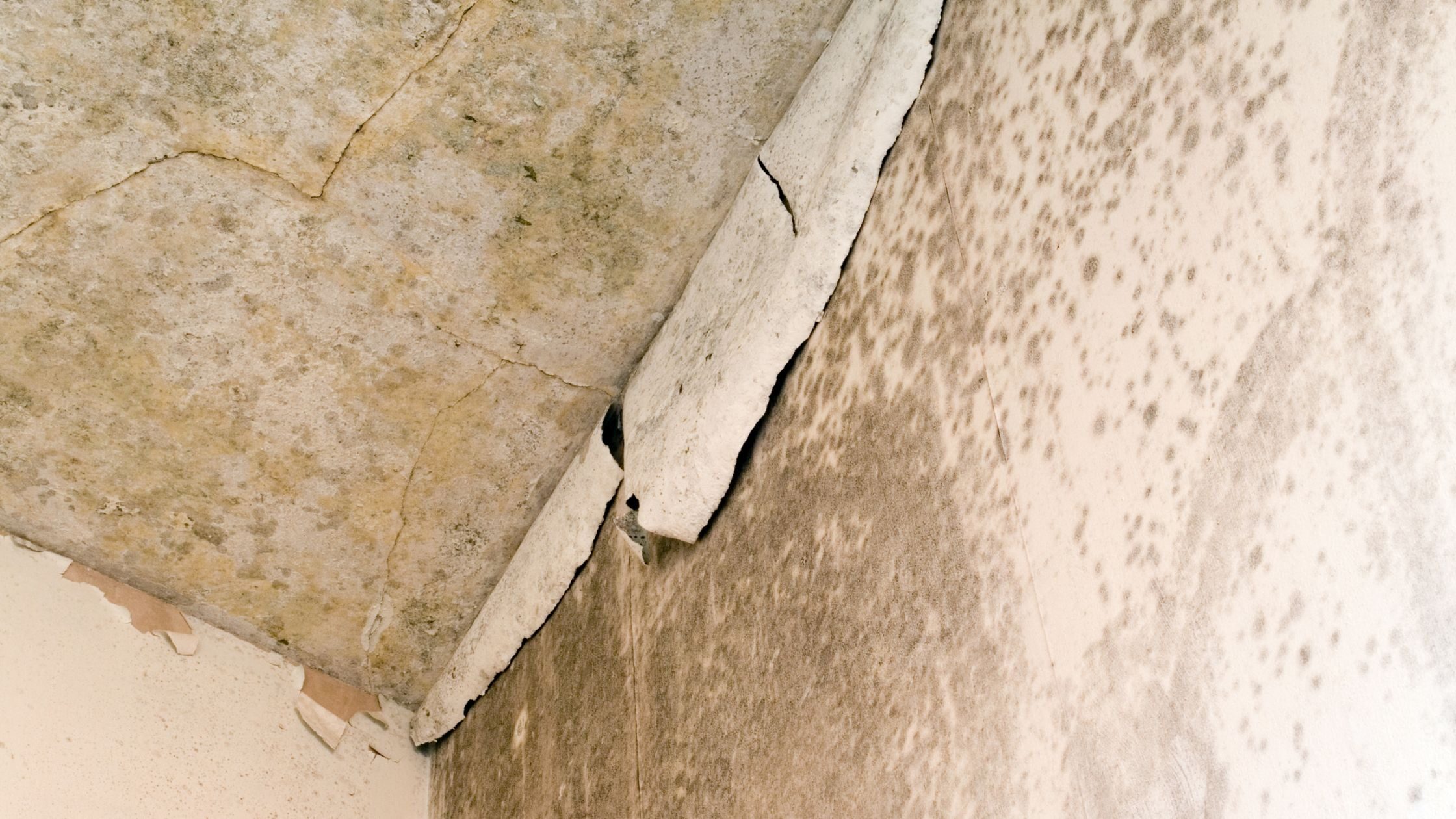 Humidité maison - moisissure noire mur et plafond