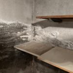 Quelles différences entre salpêtre, moisissure et mérule ?