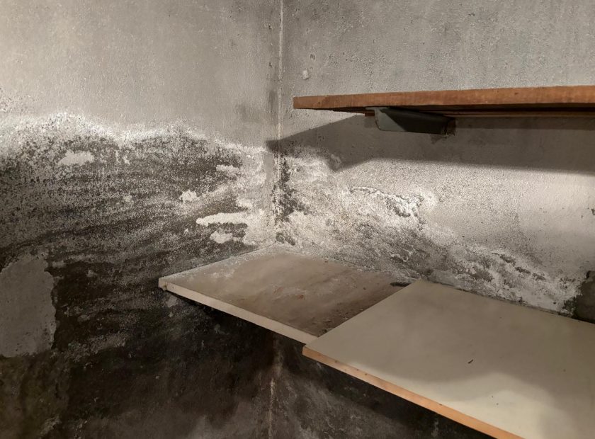 Quelles différences entre salpêtre, moisissure et mérule ?